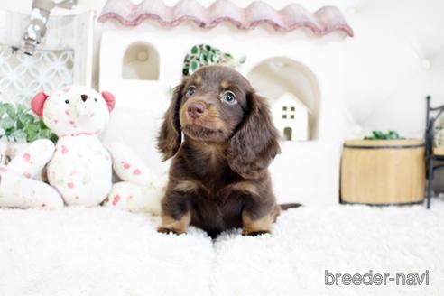 成約済の佐賀県のカニンヘンダックスフンド(ロングヘアード)-174280の5枚目