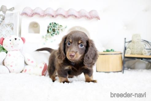 成約済の佐賀県のカニンヘンダックスフンド(ロングヘアード)-174280の4枚目