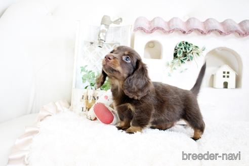 成約済の佐賀県のカニンヘンダックスフンド(ロングヘアード)-174280の3枚目