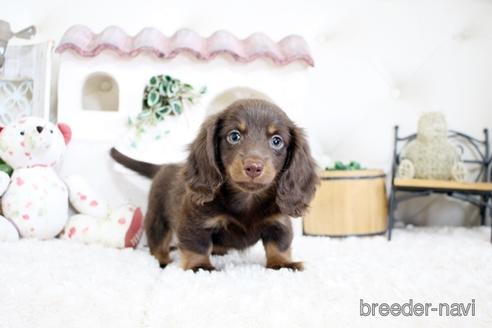 成約済の佐賀県のカニンヘンダックスフンド(ロングヘアード)-174280の2枚目