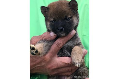 成約済の愛知県の柴犬-178140の7枚目