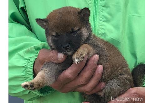 成約済の愛知県の柴犬-178140の3枚目