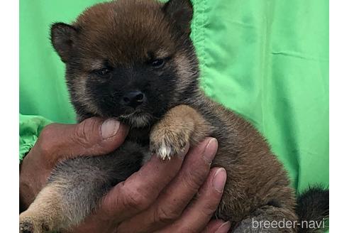 成約済の愛知県の柴犬-178140の4枚目