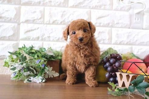 成約済の滋賀県のトイプードル-175284