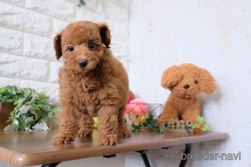 成約済の滋賀県のトイプードル-175284の7枚目