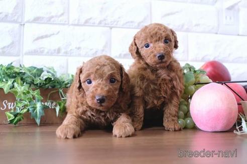 成約済の滋賀県のトイプードル-175284の4枚目