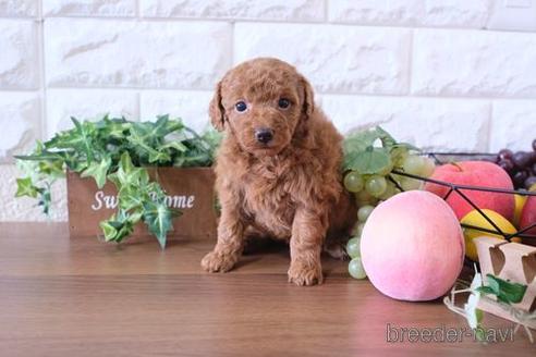 成約済の滋賀県のトイプードル-175284の3枚目