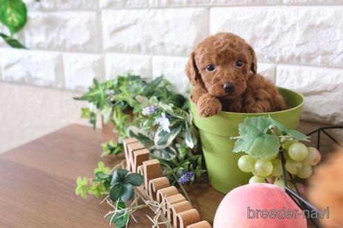 成約済の滋賀県のトイプードル-175284の2枚目