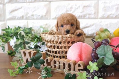 成約済の滋賀県のトイプードル-178089の1枚目