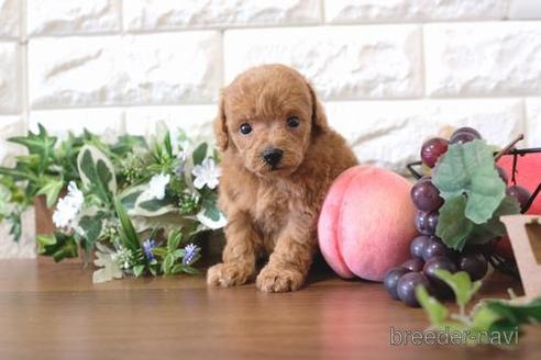 成約済の滋賀県のトイプードル-178089の5枚目
