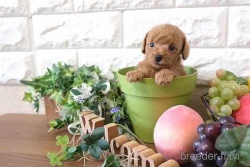 成約済の滋賀県のトイプードル-178090の5枚目