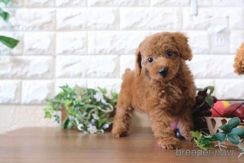 成約済の滋賀県のトイプードル-176204