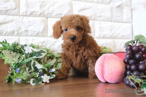 成約済の滋賀県のトイプードル-176204の7枚目