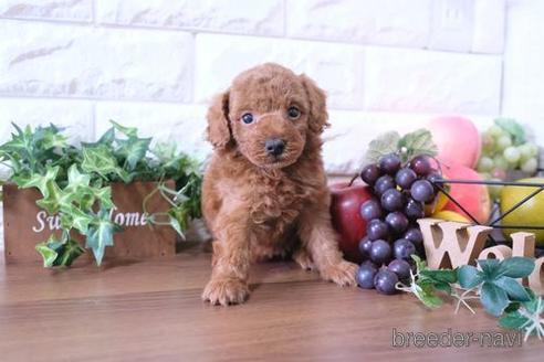 成約済の滋賀県のトイプードル-176204の3枚目