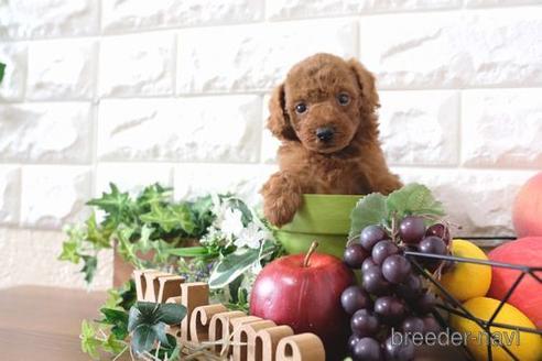 成約済の滋賀県のトイプードル-176204の2枚目