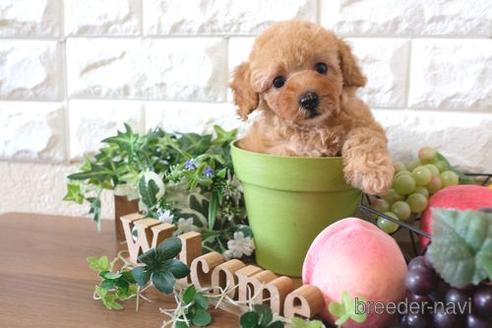 成約済の滋賀県のトイプードル-176205