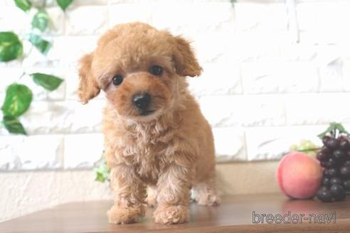 成約済の滋賀県のトイプードル-176205の7枚目