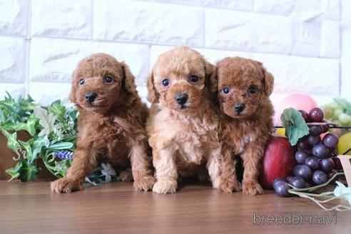 成約済の滋賀県のトイプードル-176205の4枚目