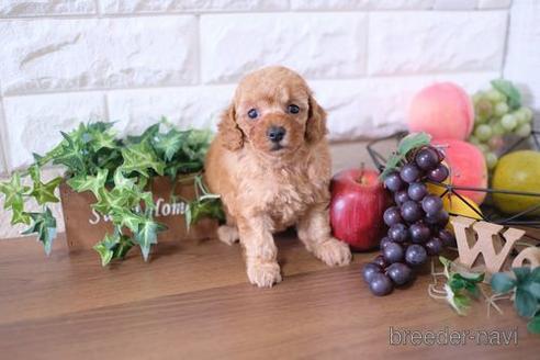 成約済の滋賀県のトイプードル-176205の3枚目