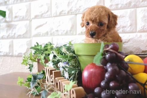 成約済の滋賀県のトイプードル-176205の2枚目