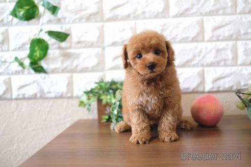 成約済の滋賀県のトイプードル-176218の1枚目