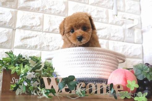 成約済の滋賀県のトイプードル-176218の7枚目