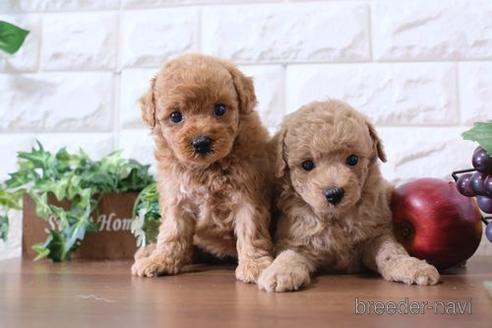 成約済の滋賀県のトイプードル-176218の4枚目