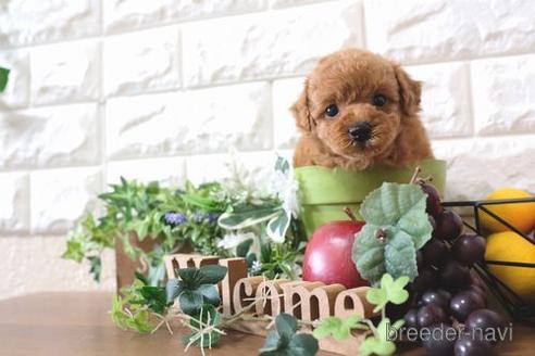 成約済の滋賀県のトイプードル-176218の3枚目