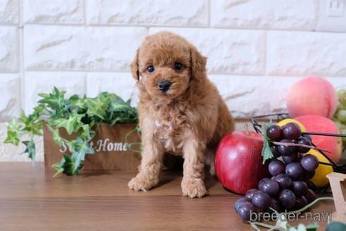 成約済の滋賀県のトイプードル-176218の2枚目