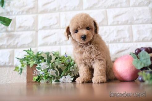 成約済の滋賀県のトイプードル-176227の1枚目