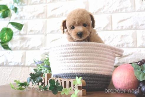 成約済の滋賀県のトイプードル-176227の7枚目