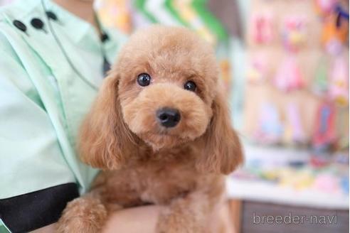 成約済の滋賀県のトイプードル-176227の5枚目