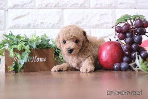 成約済の滋賀県のトイプードル-176227の3枚目