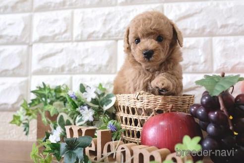 成約済の滋賀県のトイプードル-176227の2枚目