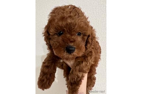 成約済の埼玉県のトイプードル-172597の19枚目