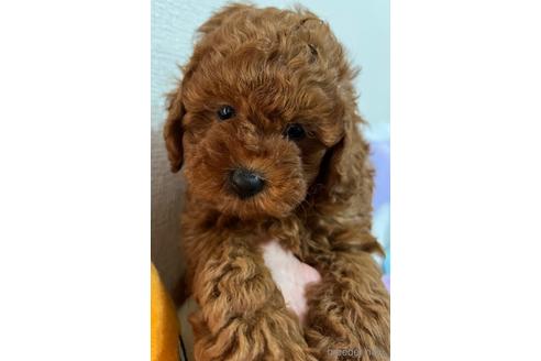 成約済の埼玉県のトイプードル-172597の18枚目