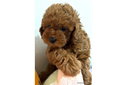 成約済の埼玉県のトイプードル-172597の17枚目