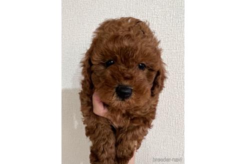 成約済の埼玉県のトイプードル-172597の16枚目