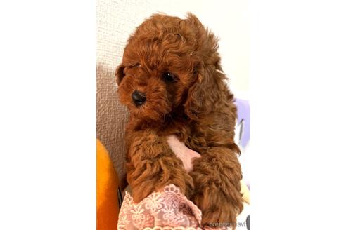 成約済の埼玉県のトイプードル-172597の15枚目