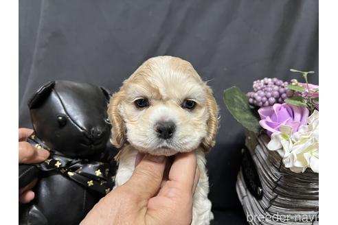 成約済の宮崎県のアメリカンコッカースパニエル-177822の1枚目