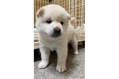 成約済の愛知県の柴犬-177381の1枚目