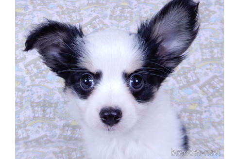 成約済の千葉県のミックス犬-175216の3枚目