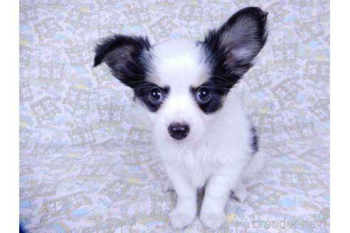 成約済の千葉県のミックス犬-175216の2枚目