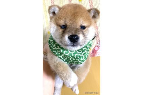 成約済の茨城県の豆柴-178194