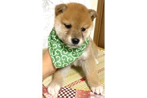 成約済の茨城県の豆柴-178194の5枚目