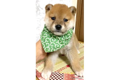 成約済の茨城県の豆柴-178194の3枚目