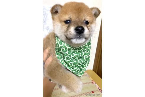 成約済の茨城県の豆柴-178194の2枚目