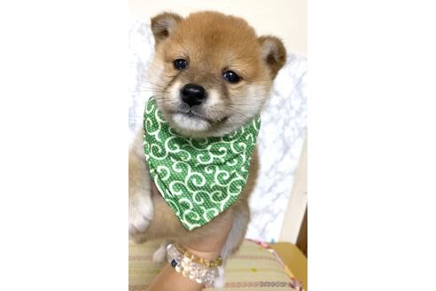 成約済の茨城県の豆柴-178194の4枚目