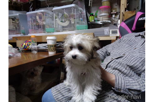 成約済の栃木県のミックス犬-178215の3枚目