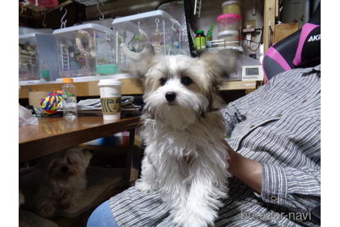 成約済の栃木県のミックス犬-178215の1枚目